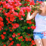 Розы в саду